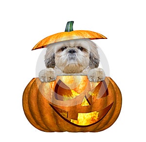 Halloween pumpkin witch cute dog - isolated on white