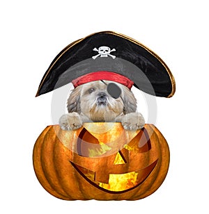 Halloween pumpkin witch cute shitzu dog in pirate costume - isolated on white photo