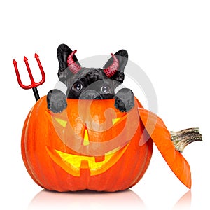 Halloween pumpkin witch dog