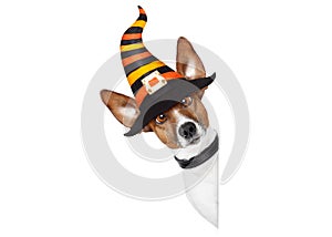 Halloween pumpkin witch dog