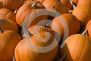 Halloween pumpkins