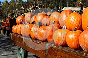 Halloween Pumpkins photo