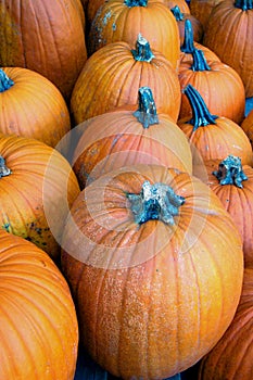 Halloween Pumpkins