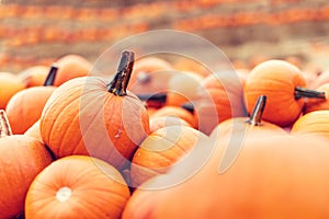 Halloween pumpkins background