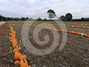 Halloween pumpkins growing in rows in a field in Norfolk UK