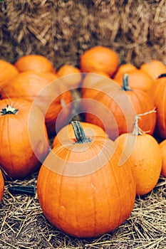 Halloween pumpkins on hay