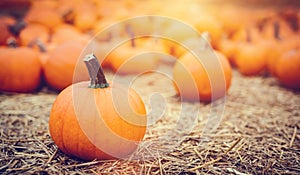 Halloween pumpkins on hay