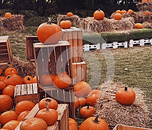 Halloween pumpkins and holiday decoration in autumn season rural field, pumpkin harvest and seasonal agriculture