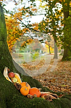 Halloween pumpkins on a tree trunk