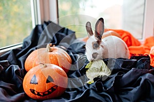 halloween pumpkins, white rabbit with brown ears eats cabbage