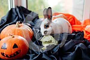 halloween pumpkins, white rabbit with brown ears eats cabbage