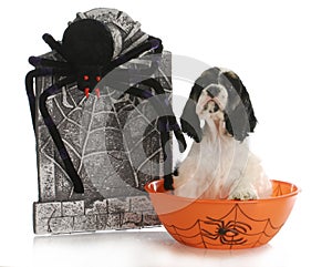 Halloween puppy