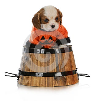 Halloween puppy