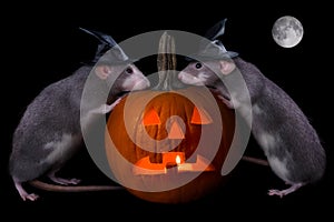 Halloween Rats