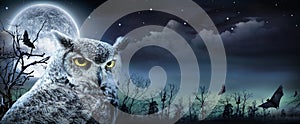 Halloween Scene With Owl