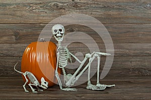 Halloween skeleton and cat skeleton with pumpkin