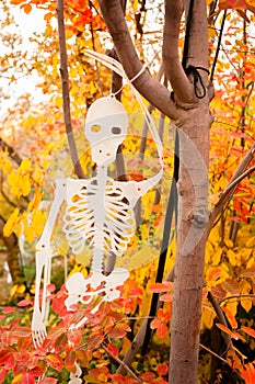 A Halloween skeleton decoration hanging in a tree with colorful leaves in the background.