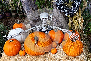 Halloween skeleton decoration with pumpkins on a hay bale.