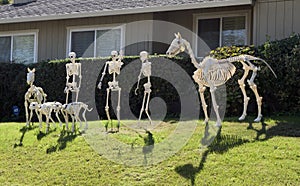 Halloween Skeleton group, horse, few people and dogs