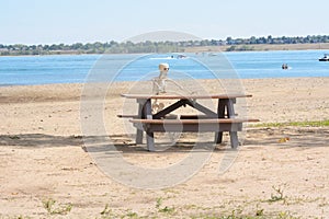 Halloween skeleton sitting at picnic bench