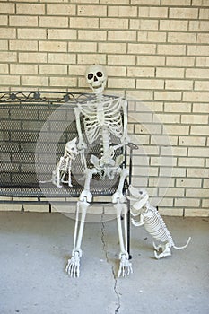 Halloween skeleton with skeleton pets