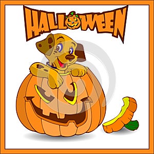 Halloween. A small dog sits in a pumpkin, a cartoon