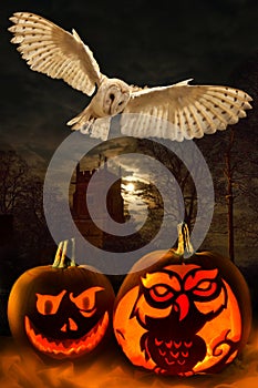 Halloween - Spooky Pumpkins - Owl photo