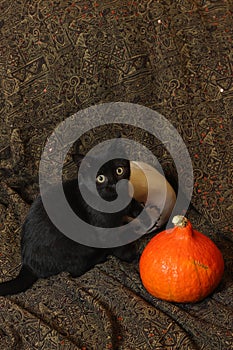 Halloween still life. Black cat with halloween pumpkin, skull,