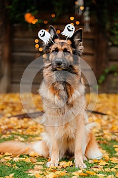 Halloween and Thanksgiving Holidays. Dog with pumpkins. Dressed german shepherd