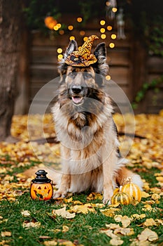 Halloween and Thanksgiving Holidays. Dog with pumpkins. Dressed german shepherd