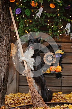 Halloween and Thanksgiving Holidays. Dog with pumpkins in the forest. Border Collie dog