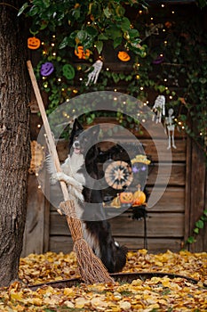 Halloween and Thanksgiving Holidays. Dog with pumpkins in the forest. Border Collie dog