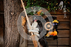 Halloween and Thanksgiving Holidays. Dog with pumpkins in the forest. Border Collie dog