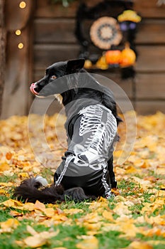 Halloween and Thanksgiving Holidays. Dog with pumpkins in the forest. Border Collie dog