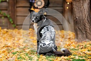 Halloween and Thanksgiving Holidays. Dog with pumpkins in the forest. Border Collie dog