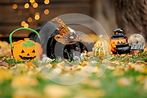 Halloween and Thanksgiving Holidays. Dog with pumpkins in the forest. Border Collie dog