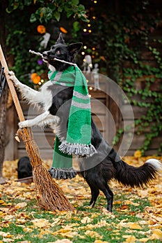 Halloween and Thanksgiving Holidays. Dog with pumpkins in the forest. Border Collie dog