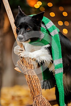 Halloween and Thanksgiving Holidays. Dog with pumpkins in the forest. Border Collie dog