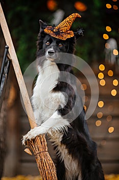 Halloween and Thanksgiving Holidays. Dog with pumpkins in the forest. Border Collie dog