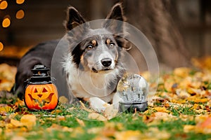 Halloween and Thanksgiving Holidays. Dog with pumpkins in the forest. Border Collie dog