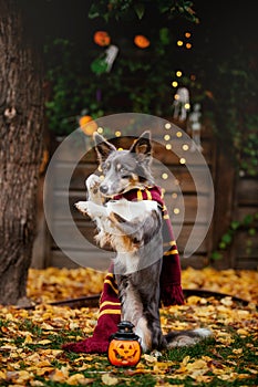 Halloween and Thanksgiving Holidays. Dog with pumpkins in the forest. Border Collie dog