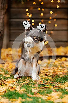 Halloween and Thanksgiving Holidays. Dog with pumpkins in the forest. Border Collie dog