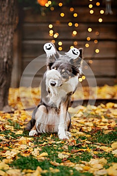 Halloween and Thanksgiving Holidays. Dog with pumpkins in the forest. Border Collie dog