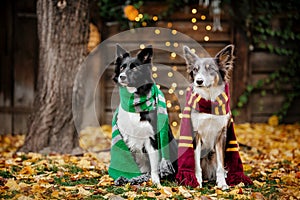 Halloween and Thanksgiving Holidays. Dog with pumpkins in the forest. Border Collie dog