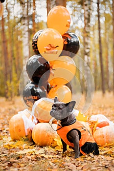 Halloween and Thanksgiving Holidays. Dog with pumpkins in the forest. Cute french bulldog.  Dog costume for Halloween