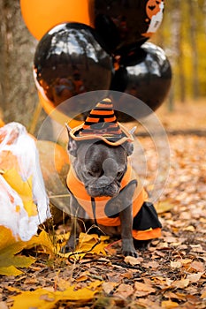 Halloween and Thanksgiving Holidays. Dog with pumpkins in the forest. Cute french bulldog.  Dog costume for Halloween