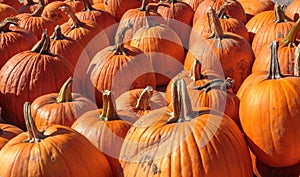 Halloween and Thanksgiving Pumpkins