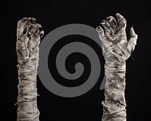 Halloween theme: terrible old mummy hands on a black background