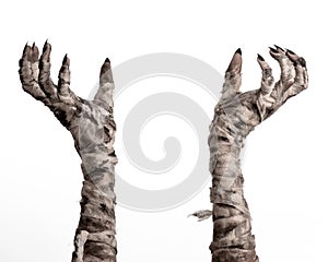 Halloween theme: terrible old mummy hands on a white background