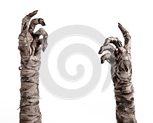 Halloween theme: terrible old mummy hands on a white background